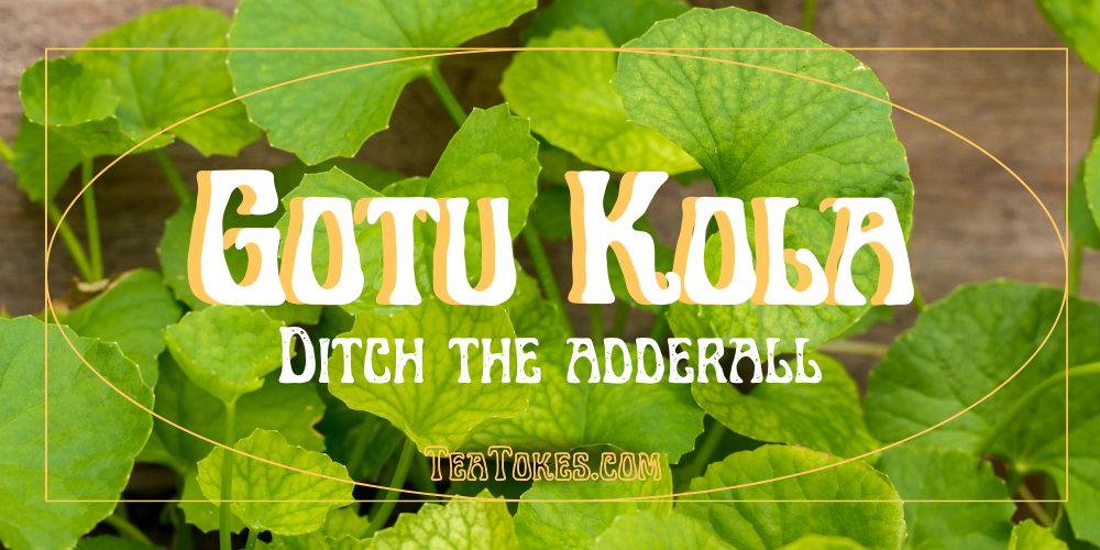 Ditch Your Adderall and Consider Gotu Kola : A Natural Alternative for Enhanced Focus and Stress Relief