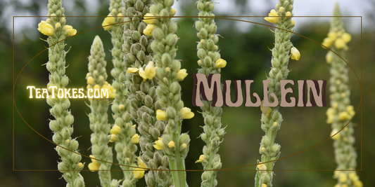 Mullein : A Must-Have in your Herbal Smoking Kit