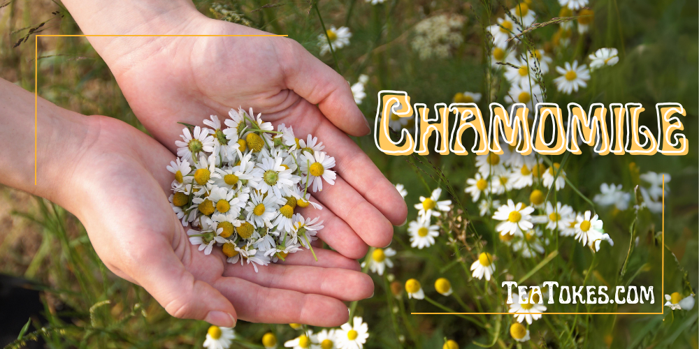Chamomile: A Tale of Calm in the Chaos of Herbal Smoking