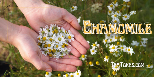 Chamomile: A Tale of Calm in the Chaos of Herbal Smoking