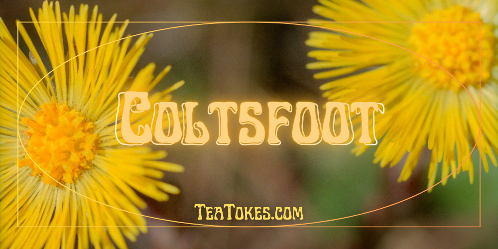 Coltsfoot: The Underestimated Botanical Hero in Your Herbal Smoking Blend