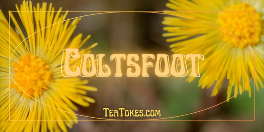Coltsfoot: The Underestimated Botanical Hero in Your Herbal Smoking Blend