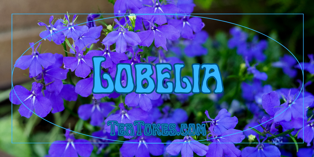 Goodbye Nicotine, Hel-lobelia