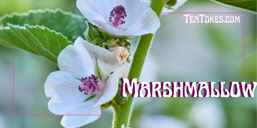 The Mellow Mystery of Marshmallow: An Unconventional Smoking Experience