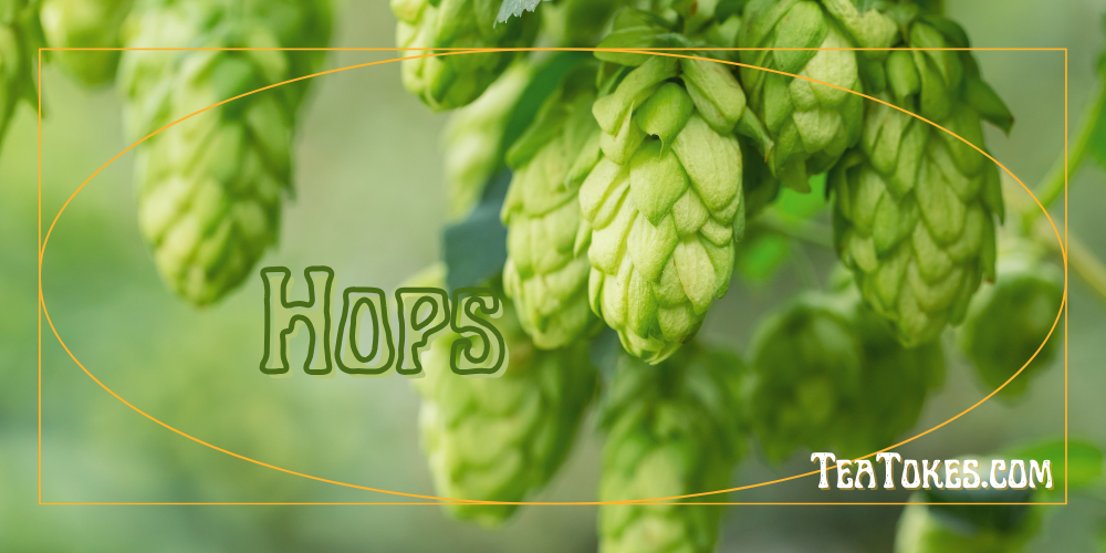 Not only can you drink hops, but you can also smoke it.