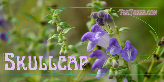 Skullcap: The Unsung Hero of Herbal Smoking – A Detailed Exploration